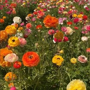 Meet your Posher, Nora